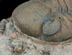 Reedops Trilobite - Rock Covered in Micro Fossils #51863-4
